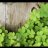 Green2808